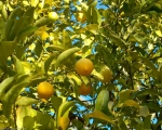 lemon_tree
