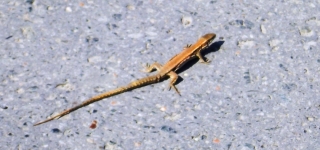 geko_me